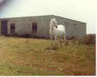 Horse outside the stables 1981