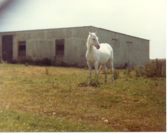 Horse outside stables 1981