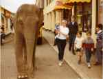 Elephant on Mosney's Main Street